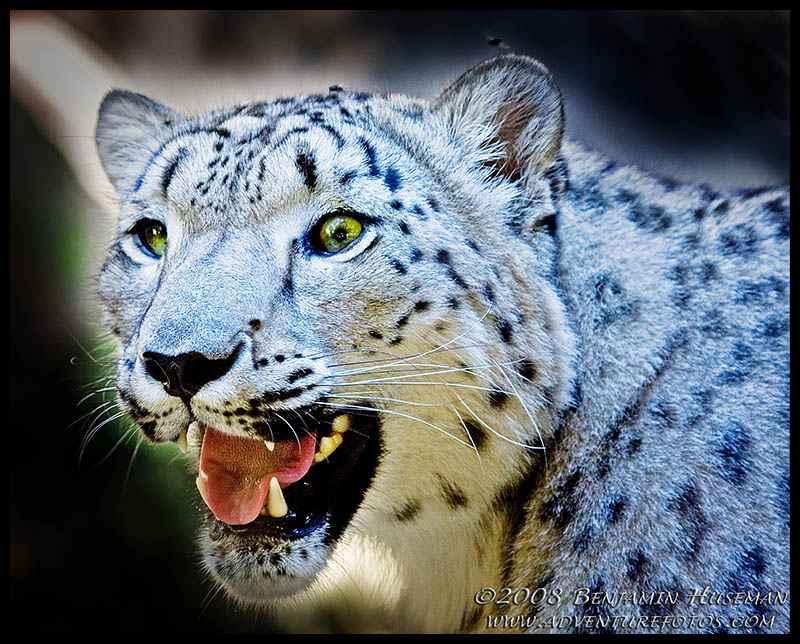 Snow Leopard