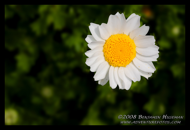 Daisey Flower.jpg