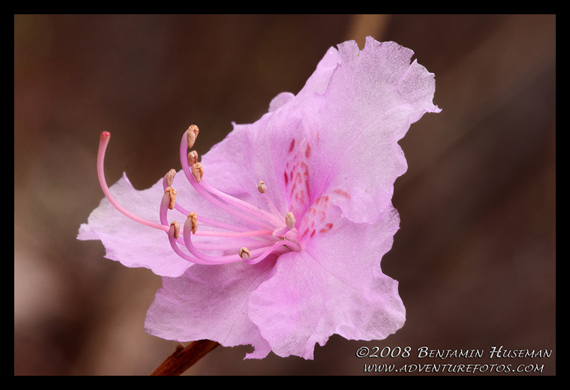 Rhododendron.jpg