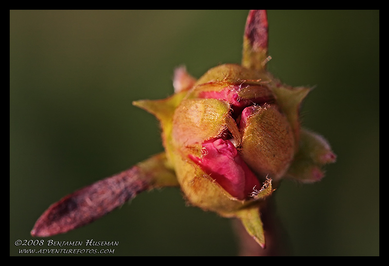 Spring Flower Bud.jpg