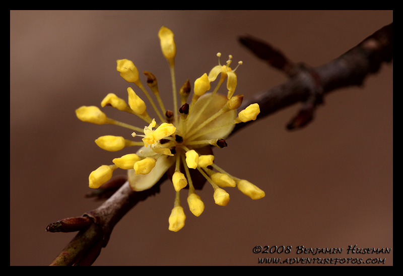 Tree Bud.jpg