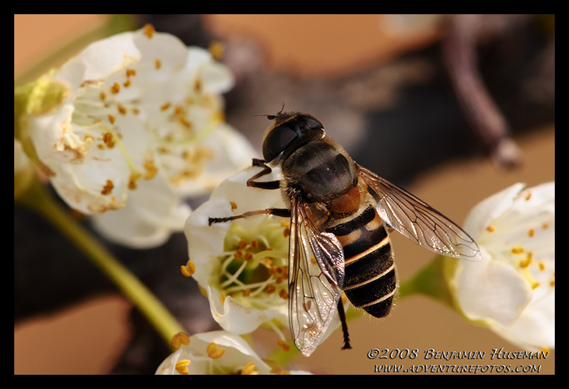 Bee and Flower.jpg