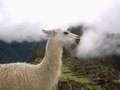 Alpaca at Machu Picchu