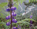 Peruvian Bluebonnet
