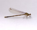 Frozen Dragonfly