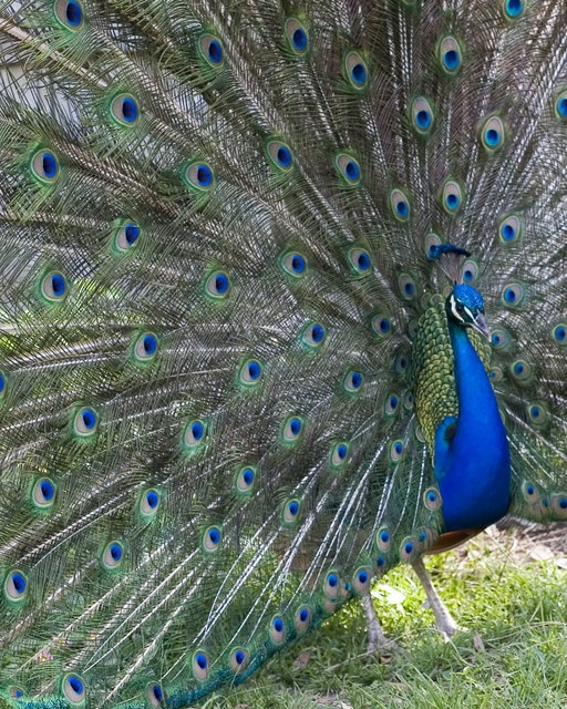 Strut Your Stuff