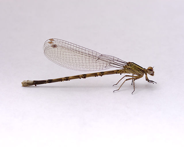 Frozen Dragonfly