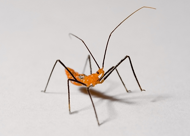 Popsicle Bug?