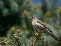 House Finch