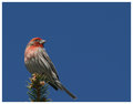 House Finch