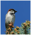 House Sparrow