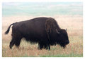 American Bison