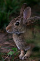 Cottontail