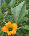 Buffalo Gourd