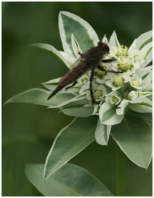 Fly on the Mountain