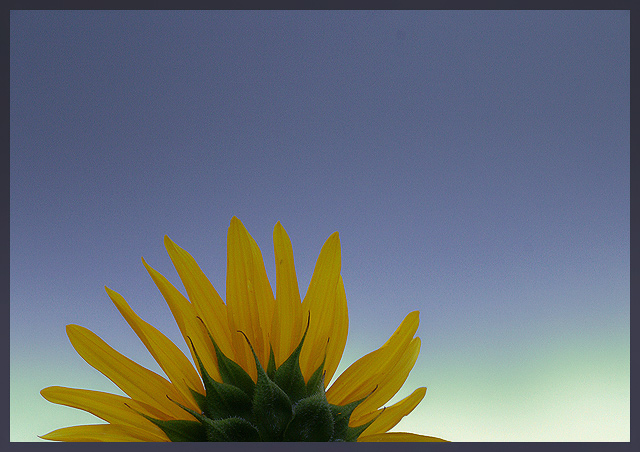 Rising Sunflower