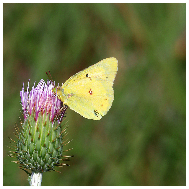 Thistle and Sulfur