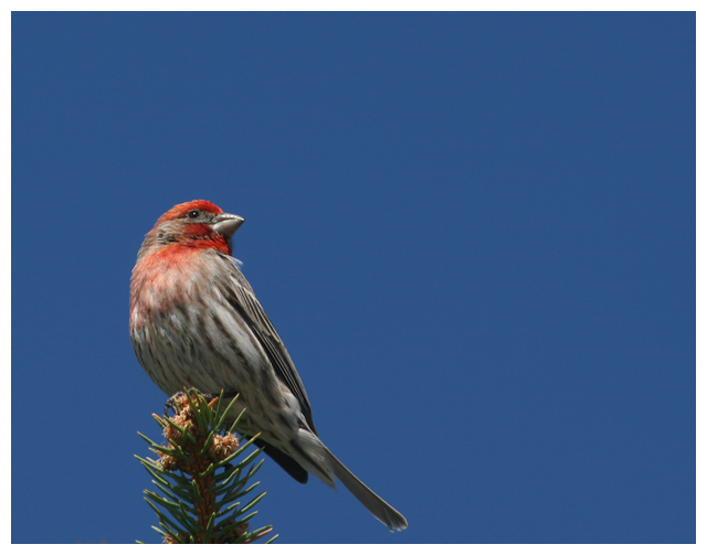House Finch