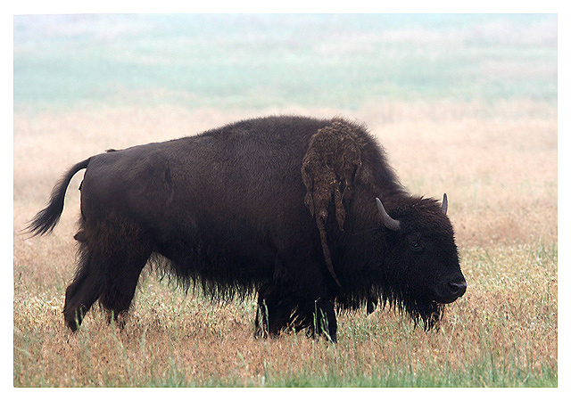 American Bison