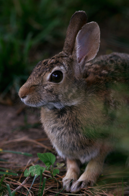 Cottontail