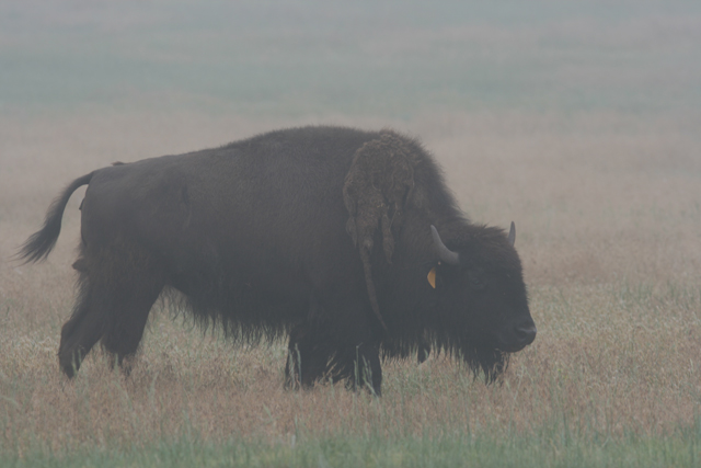 American-Bison-unedited.jpg