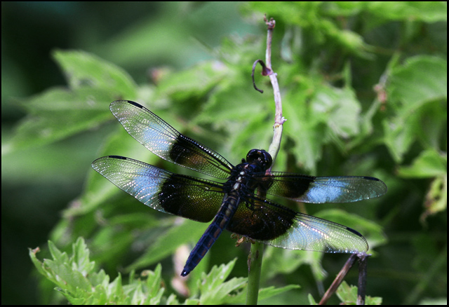 Widow Skimmer (male)