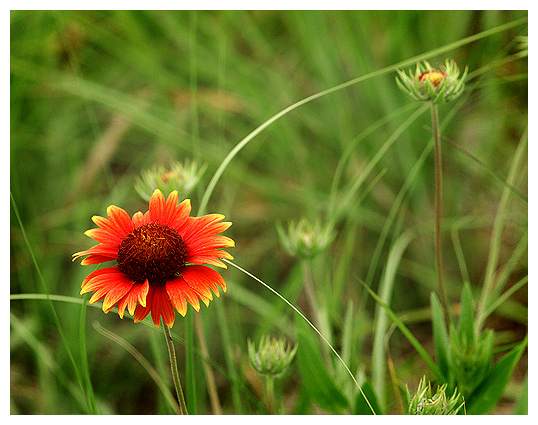 Indian Blanket flower