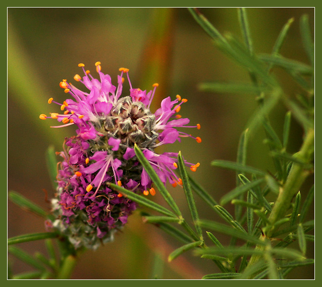 Purple Prairie Clover (#2)