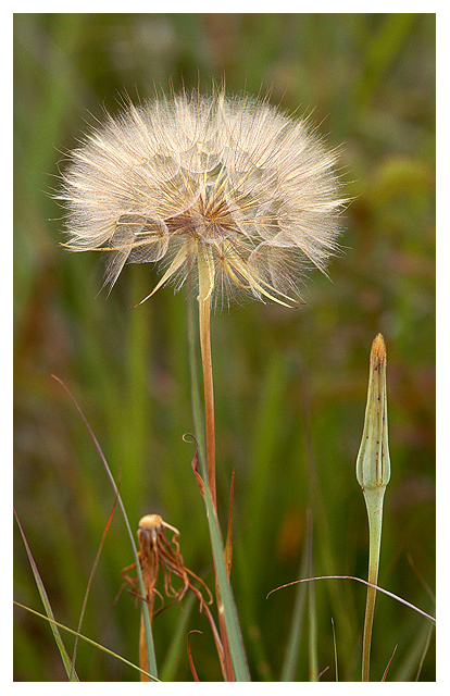 Western Salsify