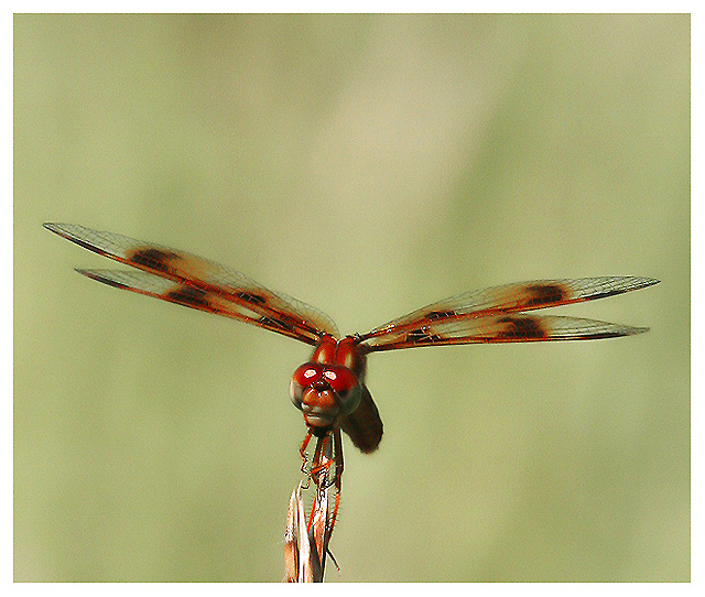 Eastern Amberwing