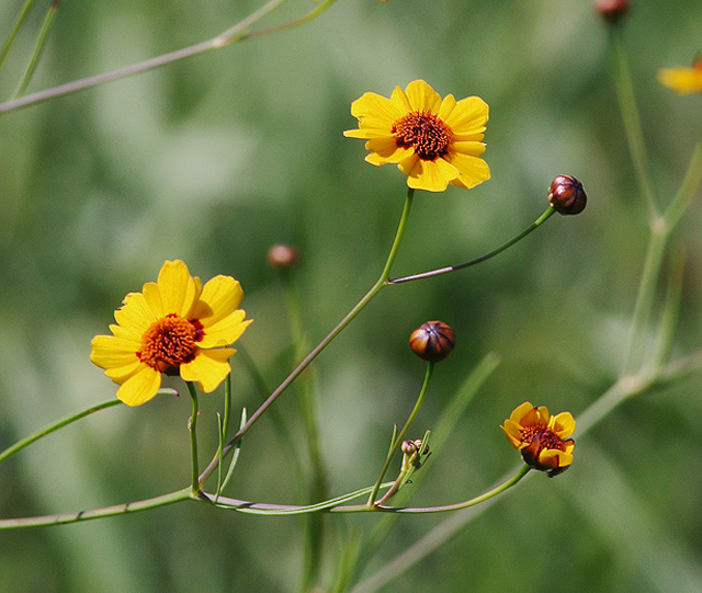 Plains Coreopsis