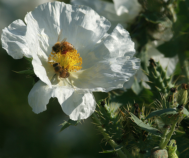Prickly Poppy