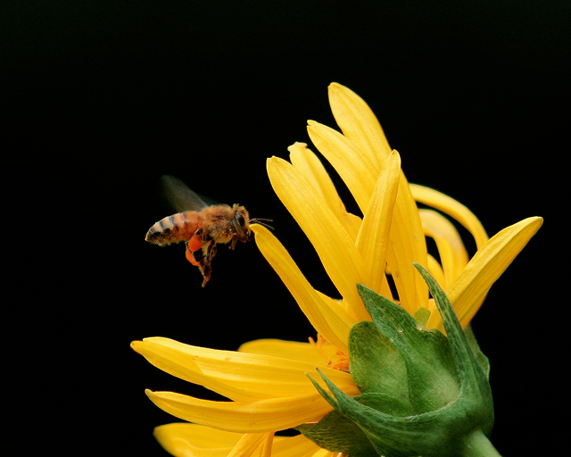 The Bee and the Sunflower  