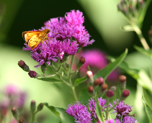 Western Ironweed