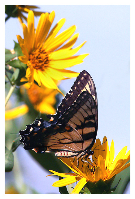 Eastern Tiger Swallowtail