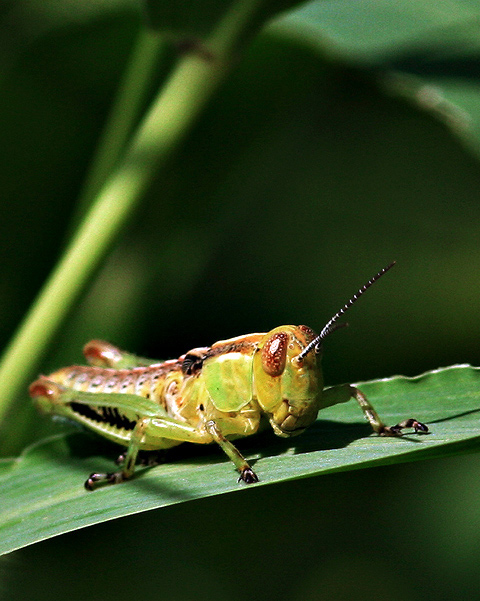 Short-horned Grasshopper