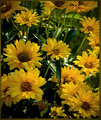 Riot of Daisies