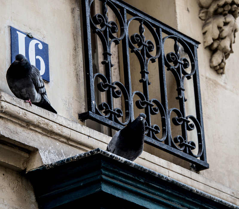 Happy Pigeons