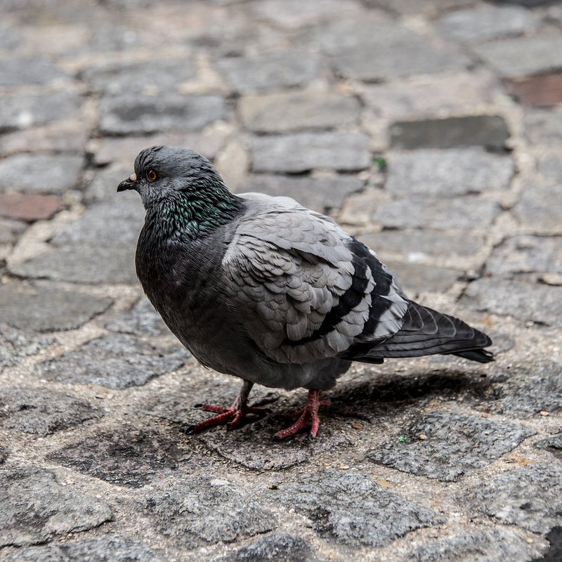 Skyrat du Montmartre