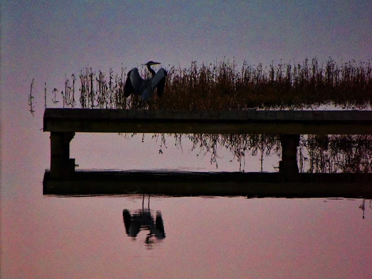 Heron