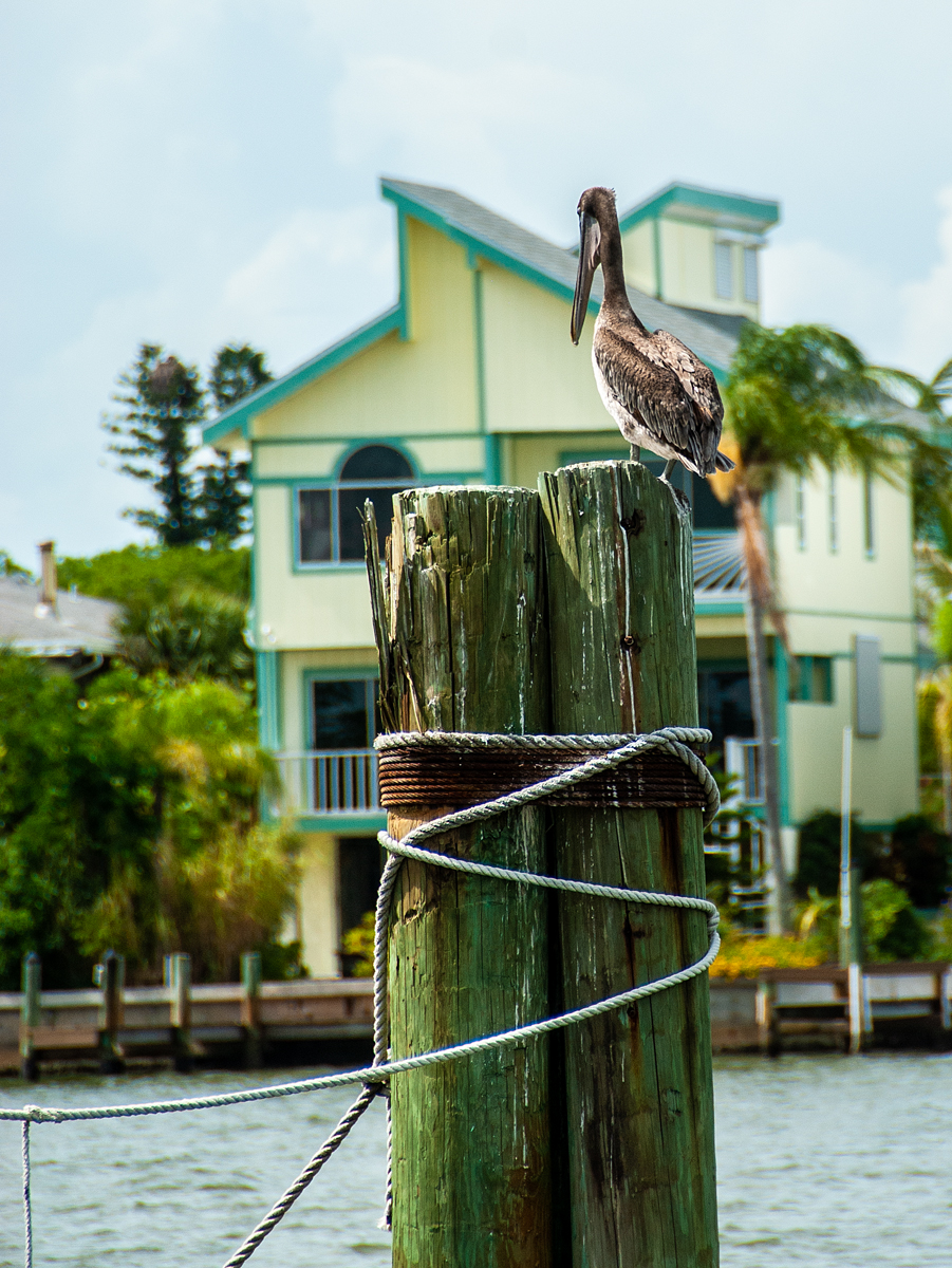 Pelican Post
