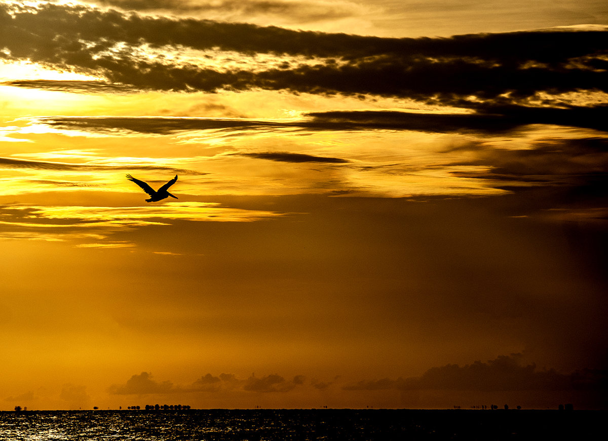 Pelican Flyby