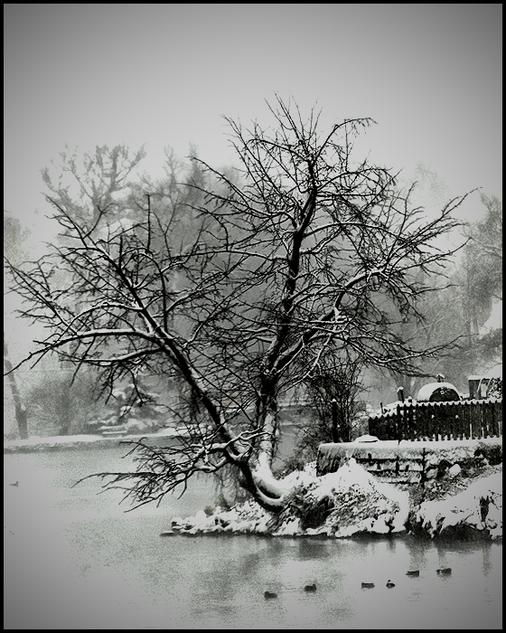 Lake & Tree