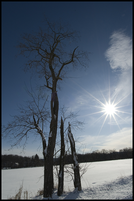 Looming Tree