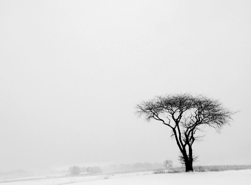 The Tree....