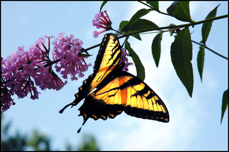 Tiger Swallowtail