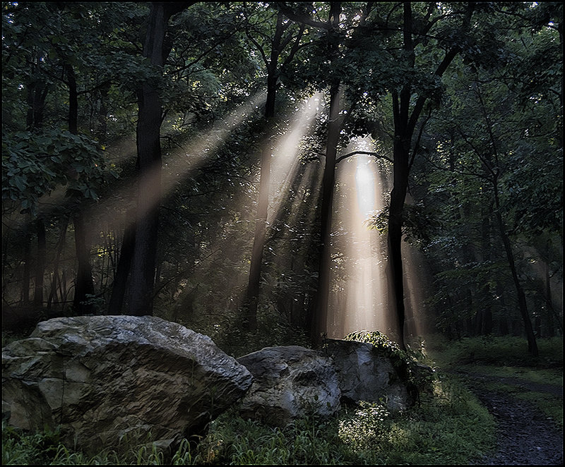 Sun in the Forest