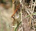 Dragonflies