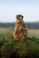 Meercat