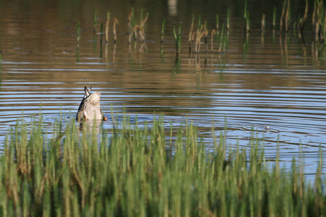 Duck
